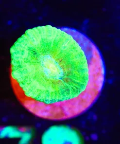 Wysiwyg Trumpet Coral Frag  [F78]