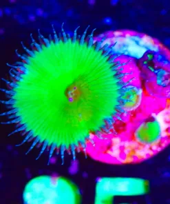 Wysiwyg Nuclear Green Death Zoanthid Frag [F85]