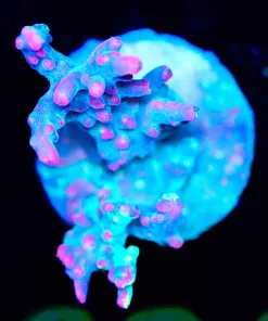 Wysiwyg Strawberry Shortcake Acropora Frag [F224]