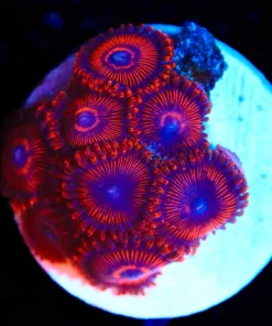 Wysiwyg Red Twizller Zoanthid Frag [F82]