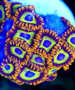 Wysiwyg Fruit Loops Zoanthid Frag [F83] *Free Shipping! Minimum $249 livestock spend*