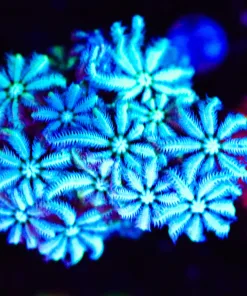 Wysiwyg Blue White Pipe Organ [F41] *Rare Color*