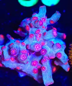 Wysiwyg Red Branching Cypahstrea Large Frag [F23] *Rare Species*