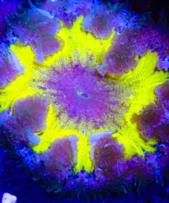 Wysiwyg Rock Flower Anemone #2