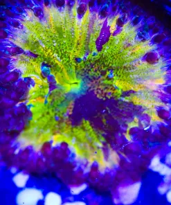 Wysiwyg Rock Flower Anemone #3