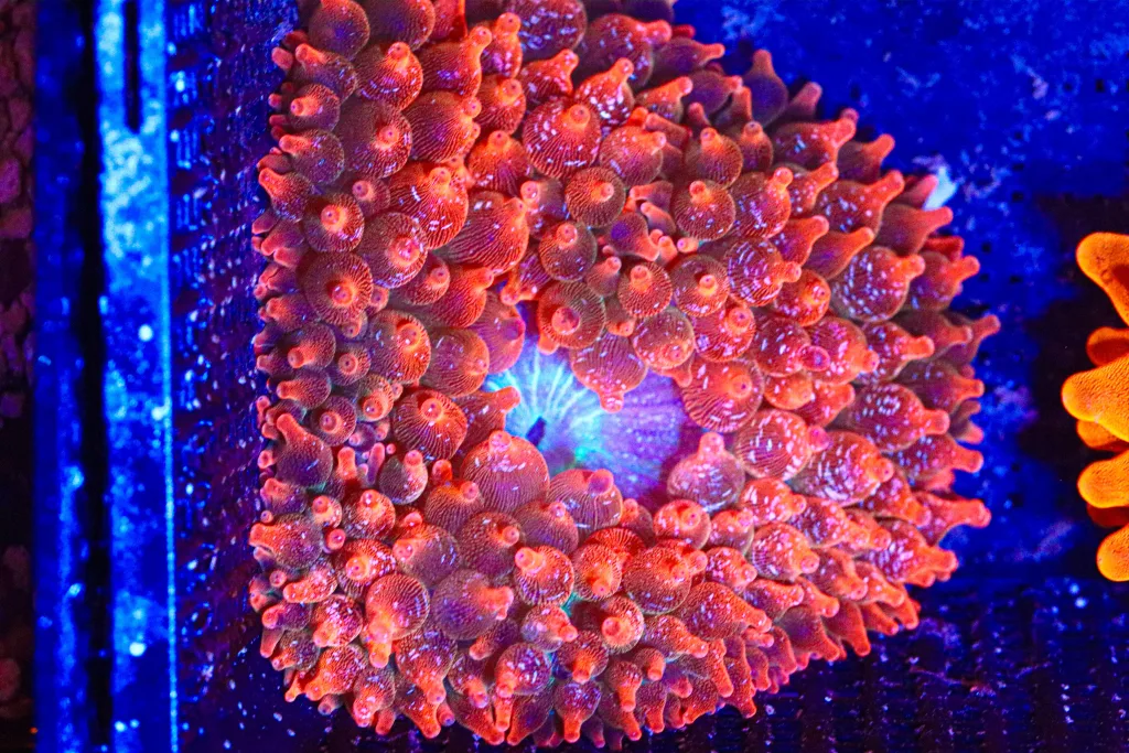 Frag Box Corals
