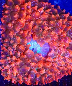 Wysiwyg White Flecked Ultra Bubble Tip Anemone Large