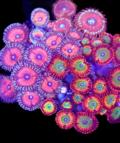 Wysiwyg 3for1 Combo Zoanthid Colony - Armor of God x Magicians x Candy Apple Orange(C117)