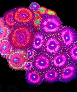 Wysiwyg 4for1 Zoanthid Combo Colony - God of War x Magicians x Candy Apples x Pink Infusion(C118)