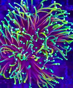 Wysiwyg Large Multi Head Dragon Soul Torch Coral (C13)