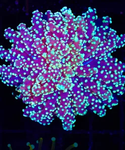 Wysiwyg Ocotospawn Coral (C14)