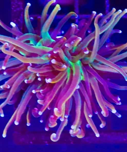 Wysiwyg Torch Coral (C10)