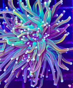 Wysiwyg Torch Coral (C38)