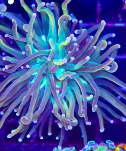Wysiwyg Torch Coral (C48)