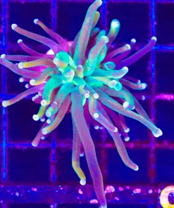 Wysiwyg Small Torch Coral (C74)