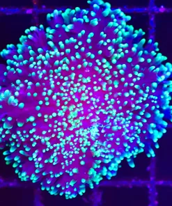 Wysiwyg XL Hairy Mushroom Coral (C107)