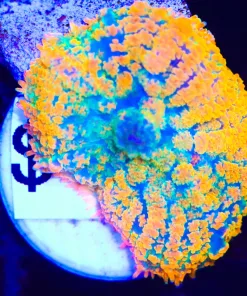 Wysiwyg Crazy Bridge Rhodactis Mushroom (C119)