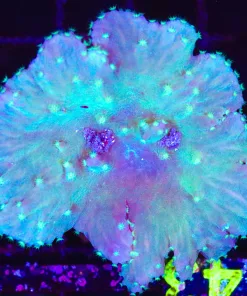 Wysiwyg Cabbage Coral  (C142)