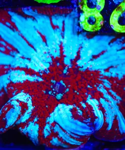 Wysiwyg Frosted Red Riding Hood Mushroom Large (C128)