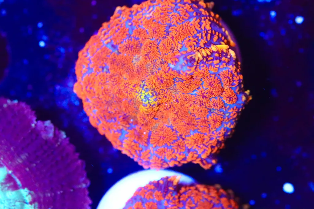 Frag Box Corals