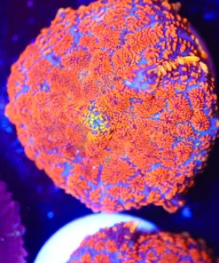 Orange Burst Mushroom Frag (Row #:63B)