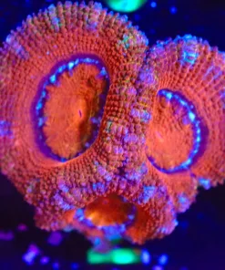 Wysiwyg Orange Crush Acan Frag [F2]
