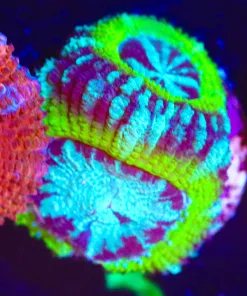 Wysiwyg Blue Streak Donatello Acan Frag [F3]