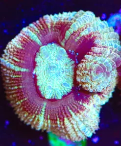 Wysiwyg Acan Frag [F6]
