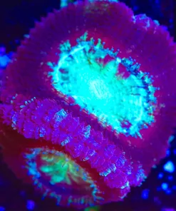 Wysiwyg Glowing Mouth Purple Acan Frag [F7]