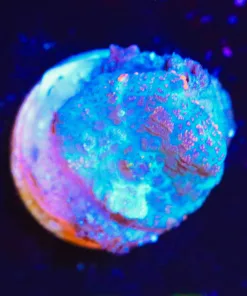 Wysiwyg Mushroom Frag [F14] * Slightly bleached price*