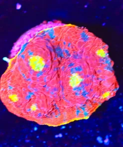 Wysiwyg Rainbow Dynamite Chalice Frag [F29] *Free shipping! Minimum $199 livestock spend*