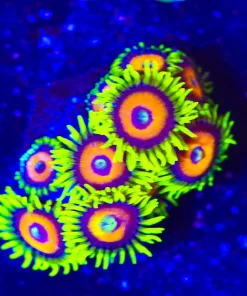 Wysiwyg Super Saiyan x8 Zoanthid Frag [F30] *Free shipping $249 minimum livestock spend*