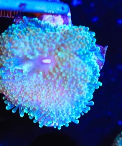 Wysiwyg Florida Ricordea Frag [F33]