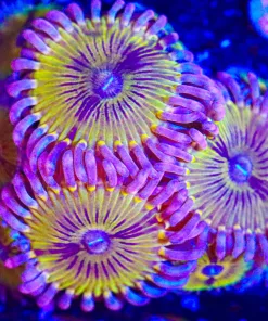 Wysiwyg 6x Golden Chiquita Zoa Frag [F36]