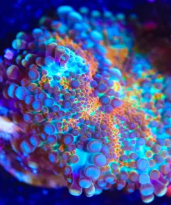 Wysiwyg Rainbow Ricordea Yuma Coral [F37]
