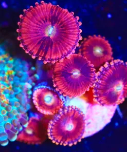 Wysiwyg Princess 99 x7 Zoanthid Frag [F38] *Free shipping $249 minimum livestock spend*