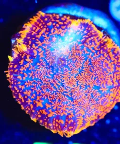 Wysiwyg Mushroom Frag [F41]