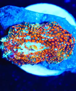 Wysiwyg Ultimate Intersterllar Mushroom Frag [F48] *Rare*