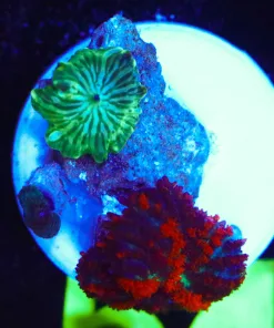 Wysiwyg 2x for 1 Small Mushroom Frag [F54]