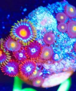 Wysiwyg Zoanthid Frag [F57]