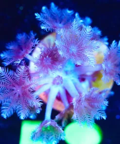 Wysiwyg Pulsing Xenia Coral Frag [F58]