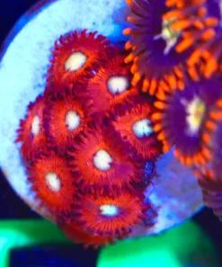 Wysiwyg Zoanthid Frag [F59]