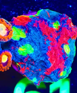 Wysiwyg Rainbow Dynamtice Chalice Frag [F61]