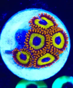 Wysiwyg Zoanthid Coral Frag [F63]