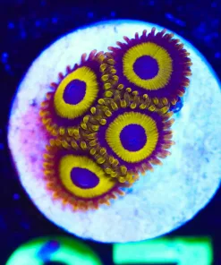 Wysiwyg LA Lakers Zoanthid Frag [F67]