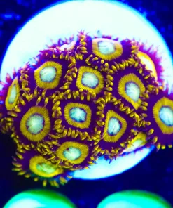 Wysiwyg Large Black Hole Zoanthid Frag [F68] *rare*