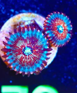 Wysiwyg 2x Blue Agave Zoanthid Frag [F76]