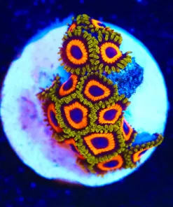 Wysiwyg Dragon Loops Zoanthid Frag [F77]