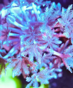 Wysiwyg Pulsing Xenia Frag [F83]