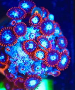 Wysiwyg Fire N Ice Zoanthid Frag [F84]